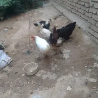 مرغ و جوجه و اوردک