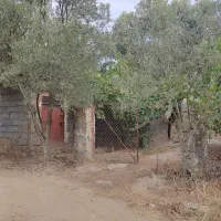 فروش-باغ-زیتون