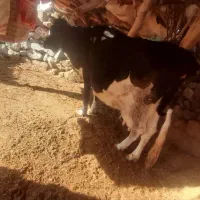 گاو ماده|حیوانات مزرعه|سربیشه, |دیوار