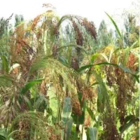 جارو خشک|لوازم جانبی حیوانات|میانه, |دیوار