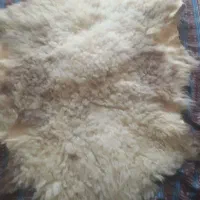 پوست و پشم گوسفندی (چرم)