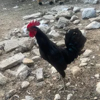 خروس محلی اصل