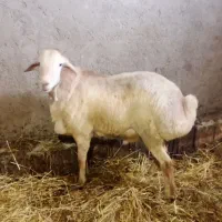توغلو قوچدوخ