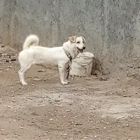 سگ پاکوتاه