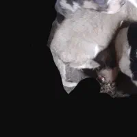 توله سگ ترکمنی