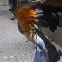 سوسکی پرشی|پرنده|کرباسک, |دیوار