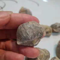 فسیل صدف|کلکسیون اشیاء عتیقه|گنبد کاووس, |دیوار