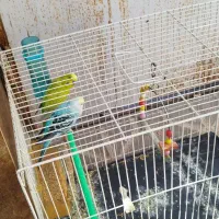 دو تا مرغ عشق با قفس بقیه لوازم