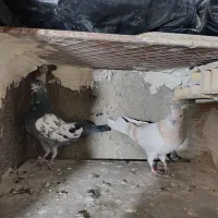 کفتر پرشی|پرنده|مشکین‌دشت, |دیوار
