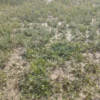 گوسفند چرانی