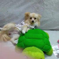 پامرین روباهی پامر|سگ|تهران, توحید|دیوار