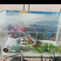 فروشی|بوفه، ویترین، کنسول|بروجرد, |دیوار