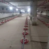 کارگر مرغداری گوشتی