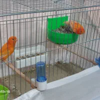 قناری سرخ|پرنده|تبریز, |دیوار