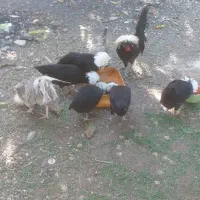 فروش مرغ و خروس جوجه و قفس