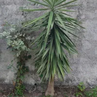درختچه یوکا