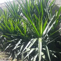 فروش گل یوکا و پالم