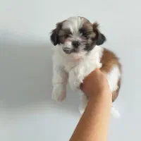 توله سگ ی وجبی شیتزو و پامر پشمکی فانتزی فقط 2500|سگ|قزوین, |دیوار