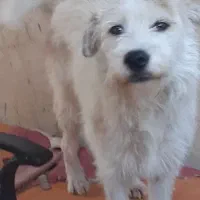 گمشده