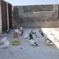 کفتر  کبوتر|پرنده|مهریز, |دیوار