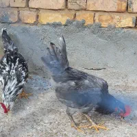 ۴عددخروس گلین