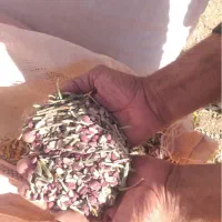 فروش ضایعات لوبیا