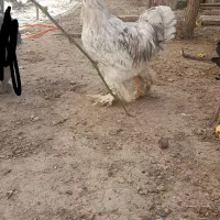 خروس برهما|حیوانات مزرعه|اهر, |دیوار