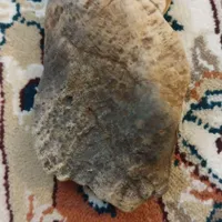 فسیل طوطی ماهی