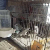 سه تا سهره|پرنده|مشگین شهر, |دیوار