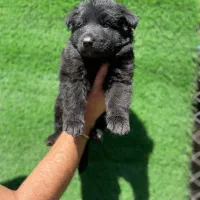 توله ژرمن بلک و بلک اند تن