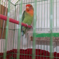 طوطی برزیلی