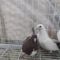 یک جفت دم سیاه کلاهی و کل و چپ