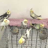 فروش عروس هلندی خانگی