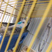 مرغ عشق نر و ماده با رنگ زیبا وخاص|پرنده|قرچک, شهرک الحدید|دیوار