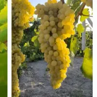 انگور سفید بی دانه