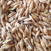 جو و گندم بذری|خدمات باغبانی و درختکاری|گمیشان, |دیوار