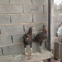 یجفت جوجه لاری افغان