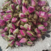 غنچه گل محمدی