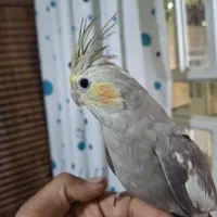 عروس هلندی  زیبا نژاد سینامون