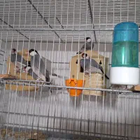 فنج نرگسی|پرنده|سمنان, |دیوار