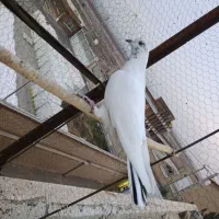 گفتر پرشی|پرنده|قم, شهرک امام حسن|دیوار