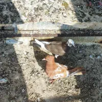 کفتر رنگی|پرنده|آذرشهر, |دیوار