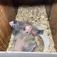 جوجه عروس هلندی دستی