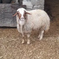 وران سنجابی اصیل