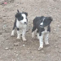 واگذاری توله سگ قدرجونی