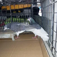 کفتر چادری|پرنده|نسیم‌شهر, |دیوار