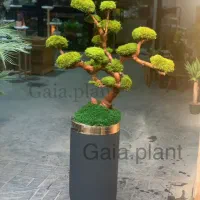 درخت جاودان بنسای دیوار خزه ای صخره|گل و گیاه طبیعی|تهران, اکباتان|دیوار