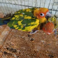 راهب نر .خورشیدی.کوتوله گلد.لوری.سرلامی