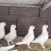 کفترسفید ودم سیاه