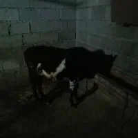 گاو گوساله نر ورزا|حیوانات مزرعه|عباسآباد, |دیوار